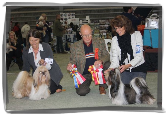 Shih Tzu Danmark